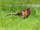 IMG_1822M.jpg