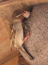 IMG_1907M.jpg
