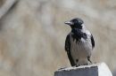 IMG_1953a.jpg