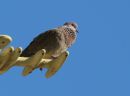 IMG_20191005_142704.jpg
