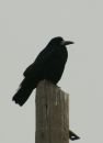 IMG_20200123_084218.jpg