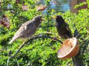 IMG_2024M.jpg