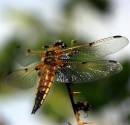 /gallery/data/501/thumbs/IMG_2176_Dragonfly_1_edited_Medium_.jpg