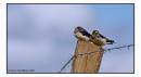 IMG_2599-2-Edit.jpg