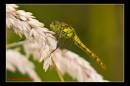 IMG_2668-Edit.jpg