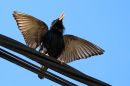 IMG_2677a.jpg