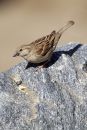 IMG_2797a1.jpg