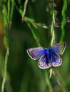 IMG_2825_butterfly_3_Large_.jpg