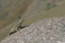 IMG_2836b.jpg