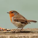 IMG_29121.jpg