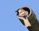 IMG_2935ab.jpg