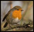 IMG_3277-01_robin_cafe.jpg