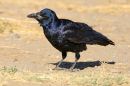 IMG_3328aTam150-600_Kenko1_4x.jpg