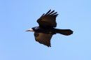 IMG_3464b.jpg