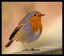 IMG_3601-02_Mr_Robin.jpg