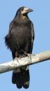 IMG_3648k.jpg