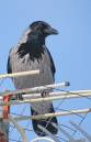 IMG_3760a.jpg