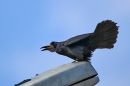IMG_3988_Tamron.jpg