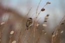 IMG_4031b.jpg