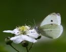 IMG_4163.jpg