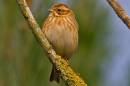 IMG_4224a_Reed_Bunting.jpg