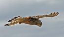 IMG_4264-2.jpeg
