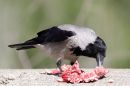 IMG_4352b_Sig_150-600_C.jpg