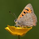 IMG_4470.jpg