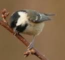 IMG_4486coal_tit.JPG