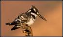 IMG_4578n.jpg