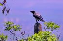 IMG_4592b_100-400_L.jpg