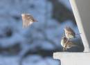 IMG_5037a.jpg