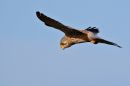 IMG_5049AA.jpg