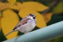 IMG_5152b.jpg