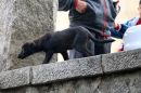 IMG_5170bSig_150-600.jpg
