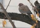 IMG_5218a.jpg