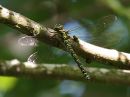 IMG_5226.jpg