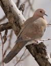 IMG_5245aa.jpg