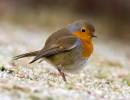 IMG_5285-Edit.jpg