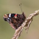 IMG_5440.jpg