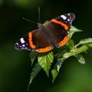IMG_5704.jpg