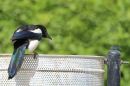 IMG_6192ab.jpg