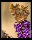 IMG_6198.jpg