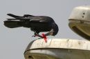 IMG_6249ab.jpg