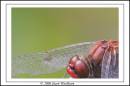 IMG_7033-01.jpg