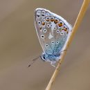IMG_7067.jpg