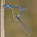 IMG_7145.jpg