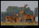 IMG_7241-01.jpg