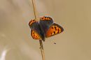 IMG_7299.jpg