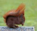 IMG_7453_squirrel.jpg